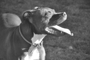 California dog bite attorney