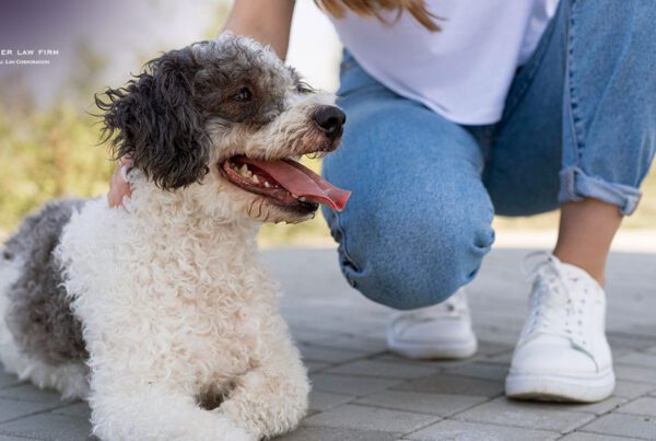 Can I Sue for a Dog Bite