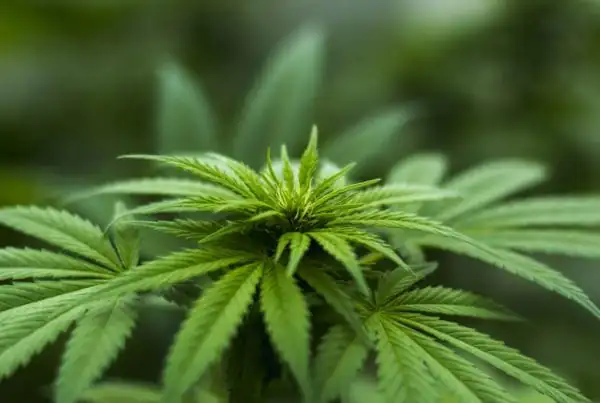 Marijuana and Workplace Accidents
